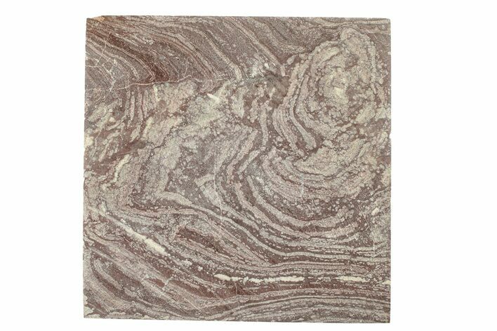 Polished, Neoproterozoic Stromatolite (Conophyton) - Morocco #276216